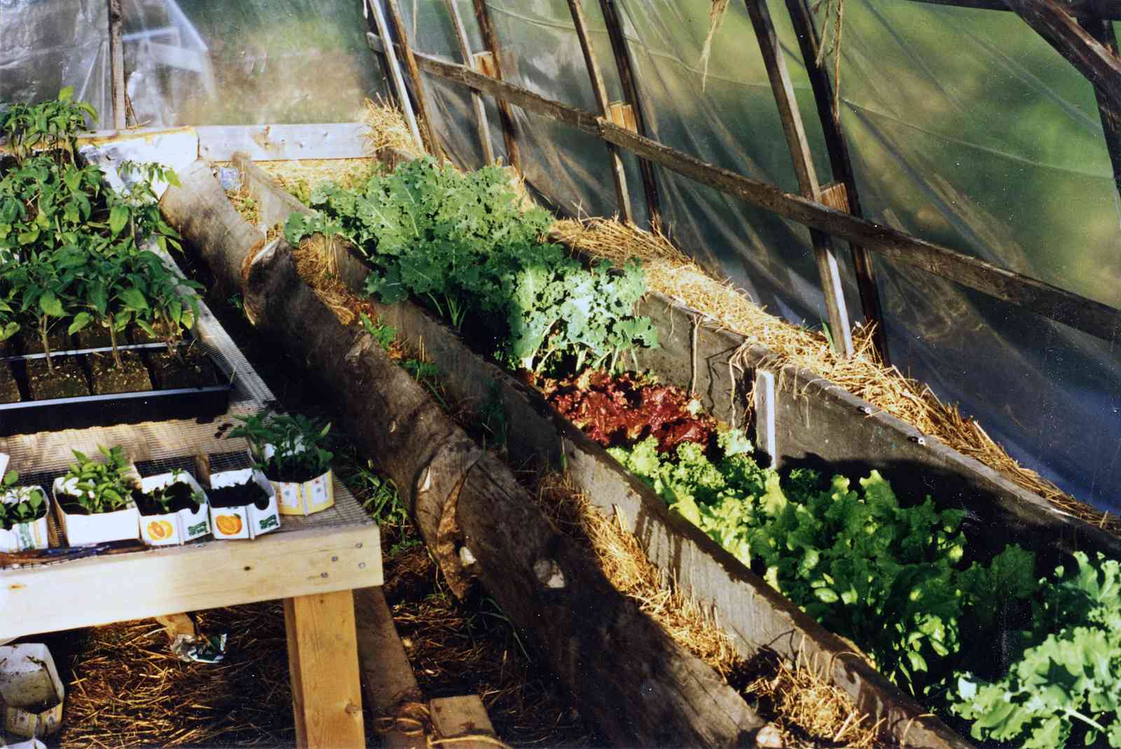 Growing beds in Bow-Roof Greenhouse